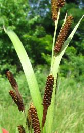 Carex shortiana