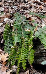 Polystichum acrostichoides