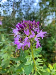 Cleome serrulata