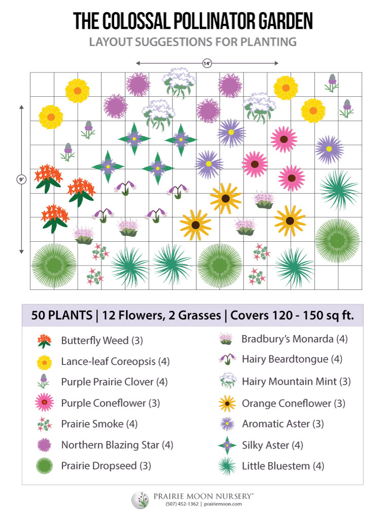 The Colossal Pollinator Garden Kit - 50 plants