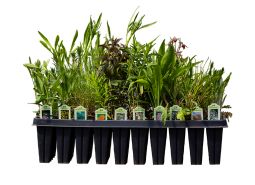 The Colossal Pollinator Garden Kit