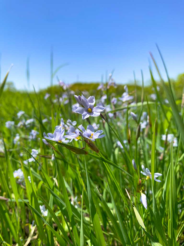 Sisyrinchium albidum Common Blueeyed Grass Prairie Moon Nursery