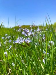 Sisyrinchium albidum