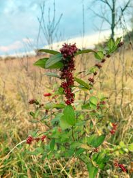 Symphoricarpos orbiculatus