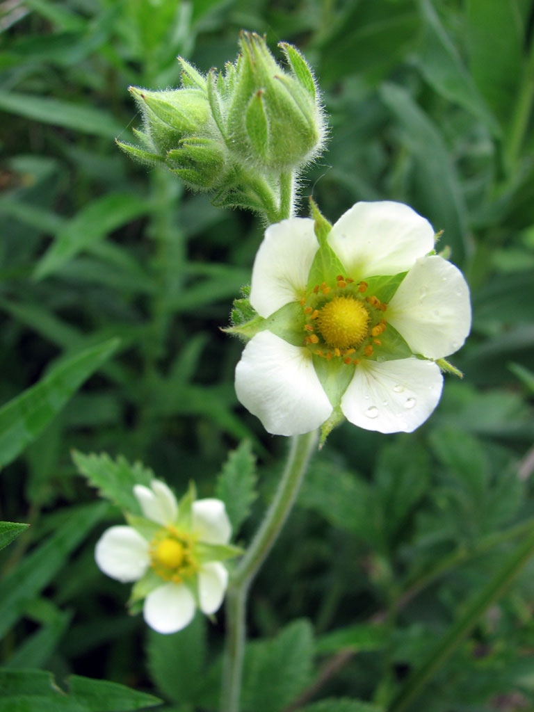 【中古】 Fruta Madura VientoDeAgua Tall (Prairie) Cinquefoil | Johnson's Nursery | KB