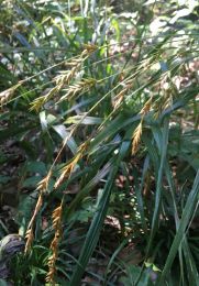Diarrhena americana