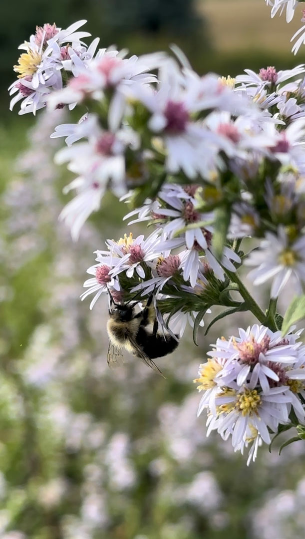 Symphyotrichum drummondii Drummond's Aster Prairie Moon Nursery