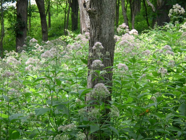 13+ Chocolate Joe Pye Plant