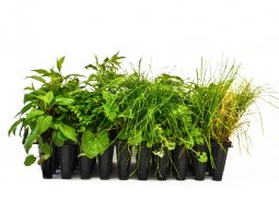 Eastern Shade Pollinator Garden Kit