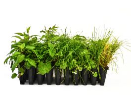 Eastern Shade Pollinator Garden Kit