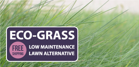 Eco-grass low maintenance lawn alternative