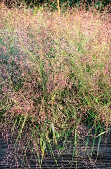 Eragrostis spectabilis