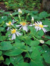 Eurybia macrophylla