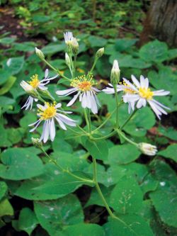 Eurybia macrophylla