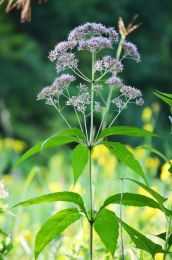 Eutrochium purpureum
