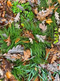 Carex socialis