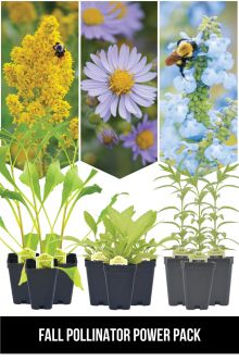 Fall Pollinator Power Pack