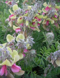 Tephrosia virginiana