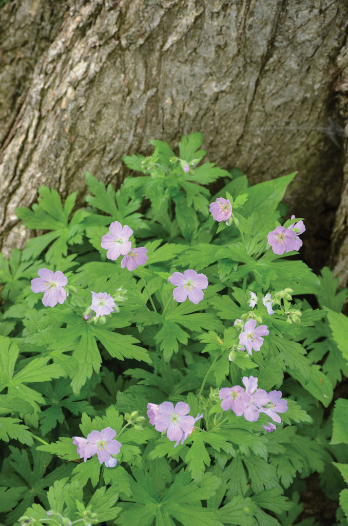 Geranium maculatum Wild Geranium | Prairie Moon Nursery
