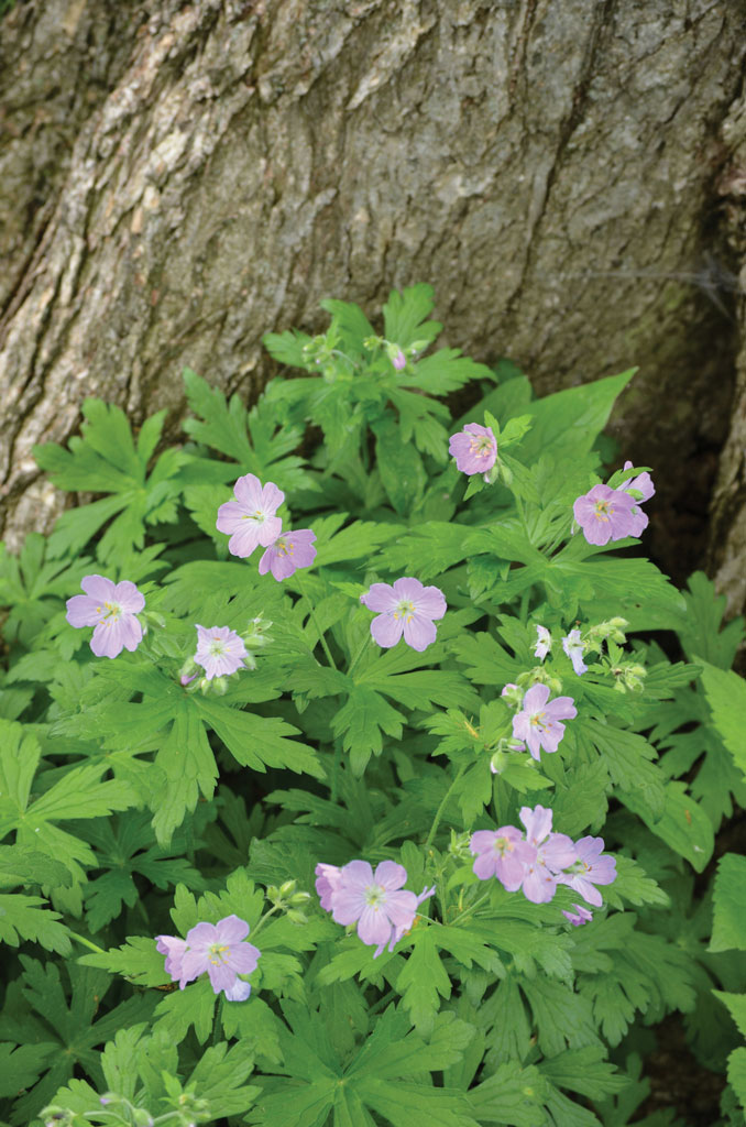 Image of Geranium maculatum plant