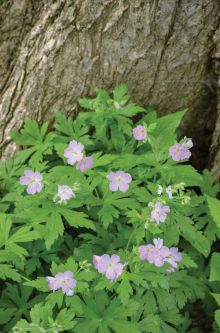 Geranium maculatum