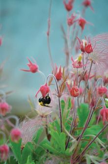 Geum triflorum