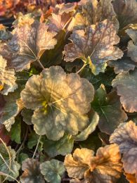 Heuchera americana