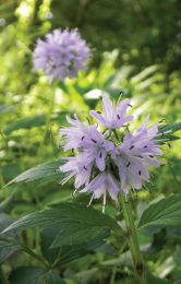 Hydrophyllum virginianum
