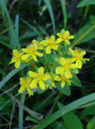 Hypericum sphaerocarpum