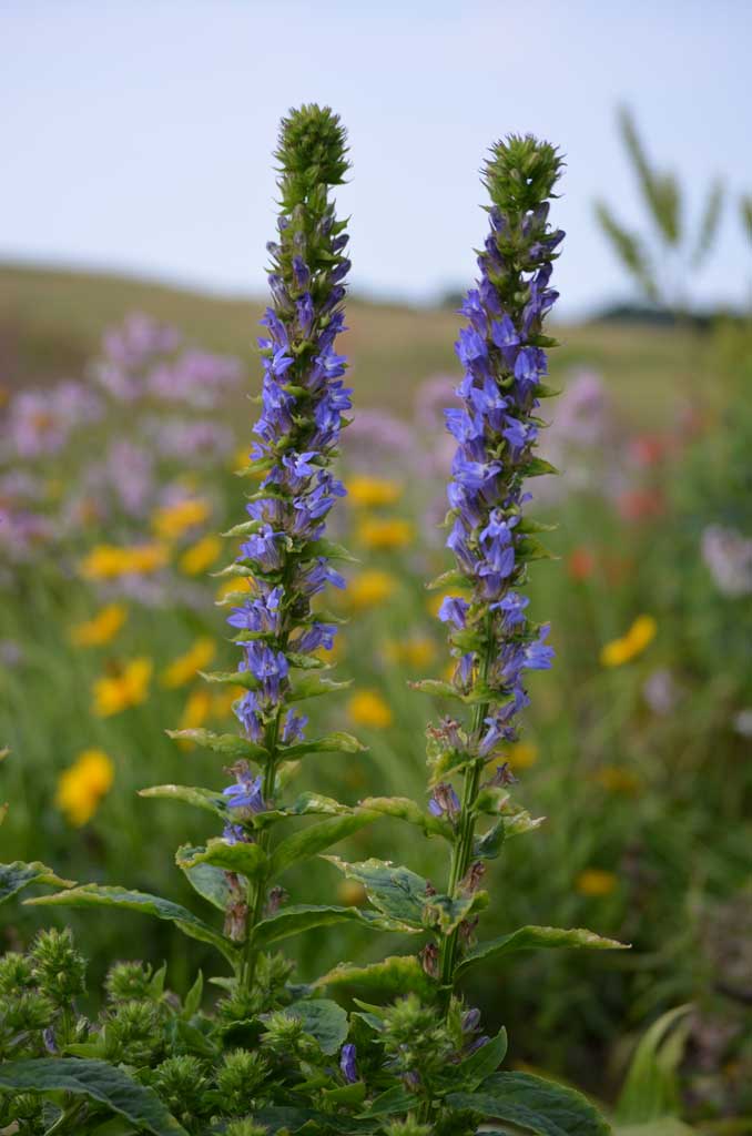 Lobelia siphilitica Great Blue Lobelia Prairie Moon Nursery