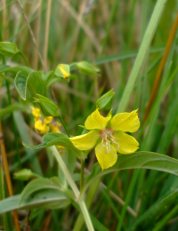 Lysimachia hybrida