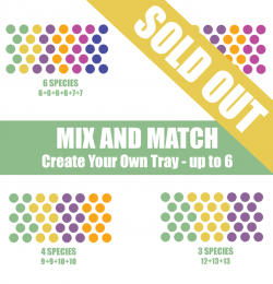 Mix & Match - Create Your Own Tray of 38 Potted Plants