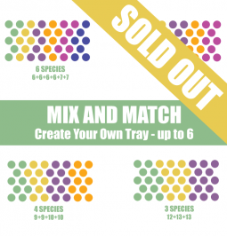Mix & Match - Create Your Own Tray of 38 Potted Plants