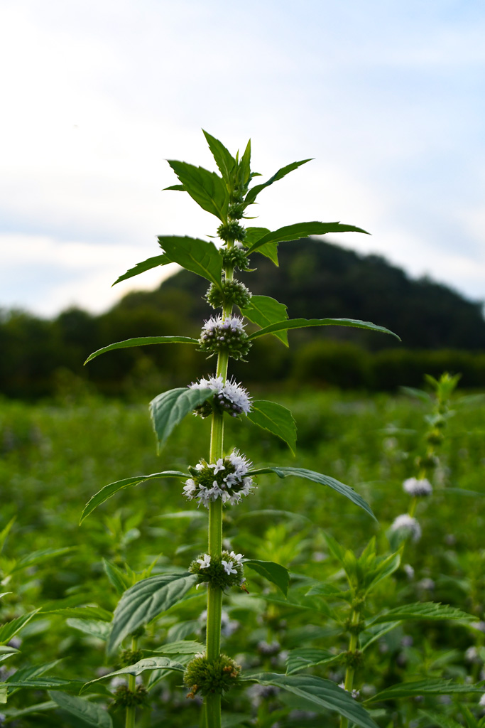 Wild mint