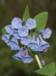 Mertensia virginica
