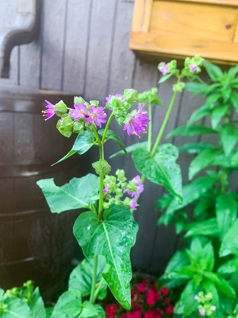 Mirabilis nyctaginea Wild Four O'Clock Prairie Moon Nursery