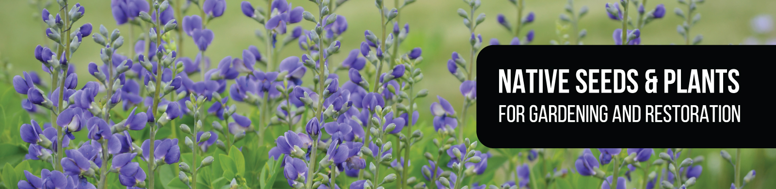 Native Seeds and Plants for Gardening and Restoration