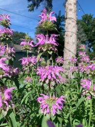 Monarda citriodora