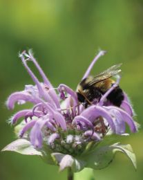 Monarda fistulosa