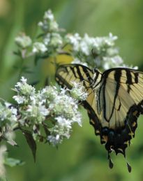 Pycnanthemum virginianum