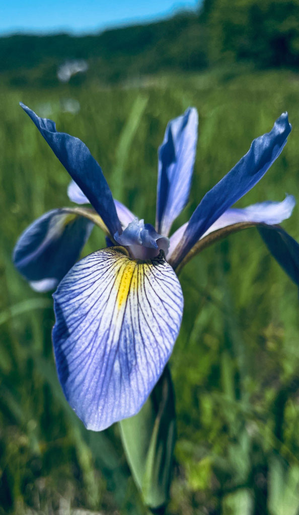 Blue flag iris deals