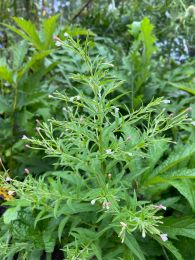 Epilobium glandulosum