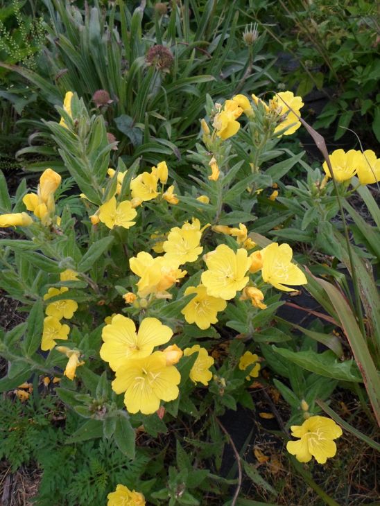Oenothera pilosella