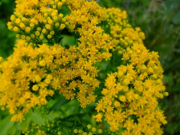 Oligoneuron ohioense Ohio Goldenrod | Prairie Moon Nursery