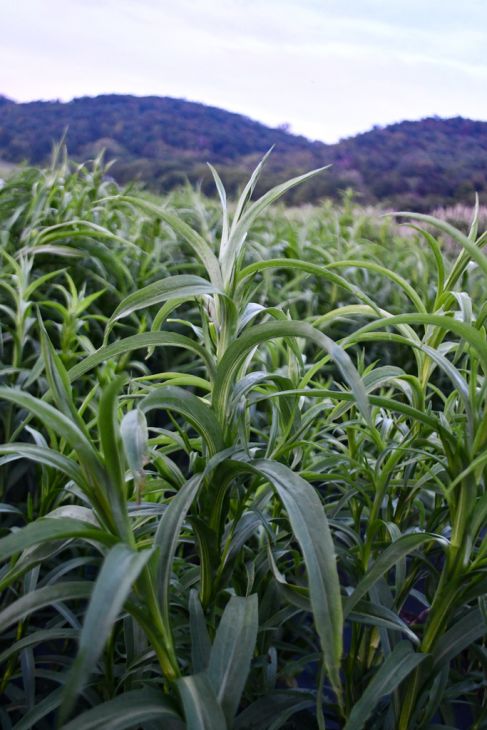Oligoneuron riddellii Riddell's Goldenrod | Prairie Moon Nursery