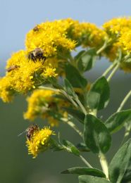 Oligoneuron rigidum