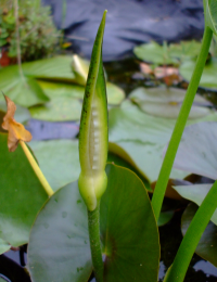Peltandra virginica
