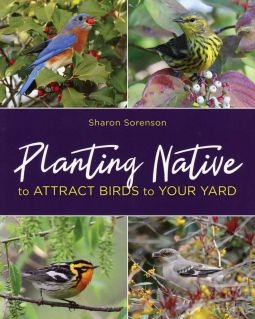 Planting Native to Attract Birds to Your Yard
