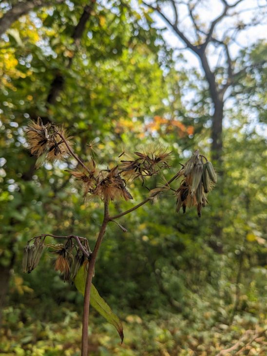 Prenanthes alba Lion's Foot | Prairie Moon Nursery