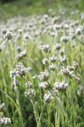 Antennaria plantaginifolia